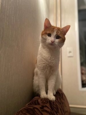 Дело против проводницы, обвинявшейся в смерти кота Твикса, прекратили